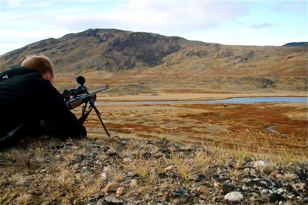 Musk ox hunting 
