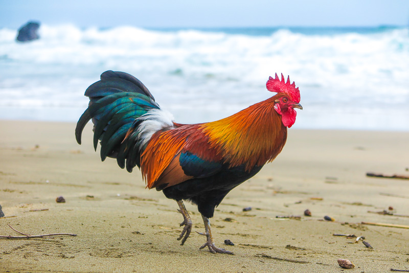 Wild Roosters