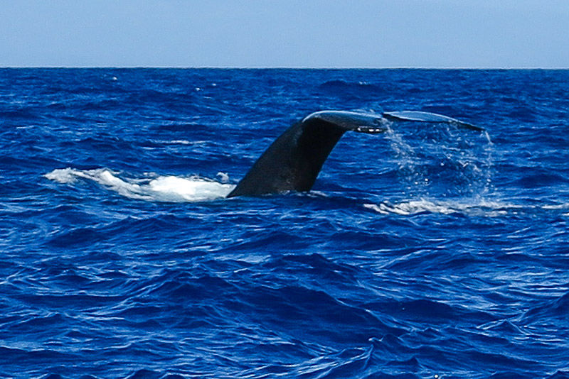 Whale Watching