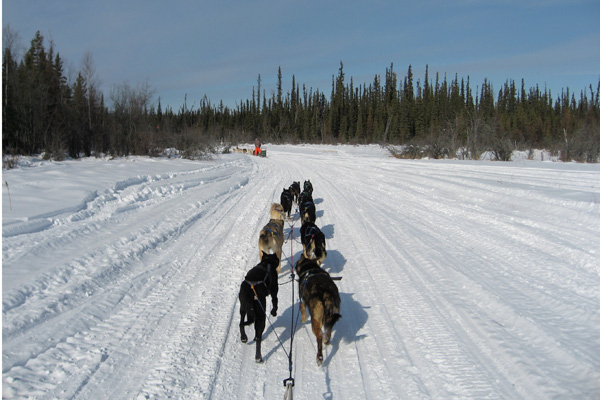 Dog Mushing