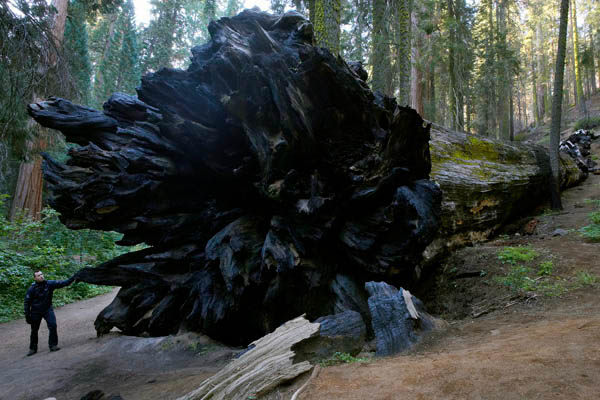 Giant sequoia trees