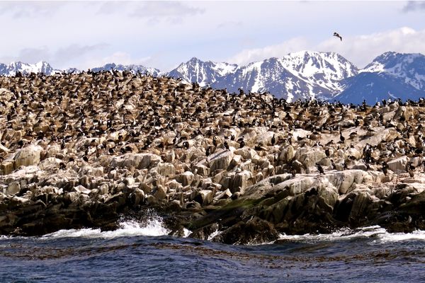 Crusing the Beagle Channel