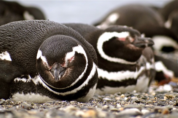 Penguin Colony