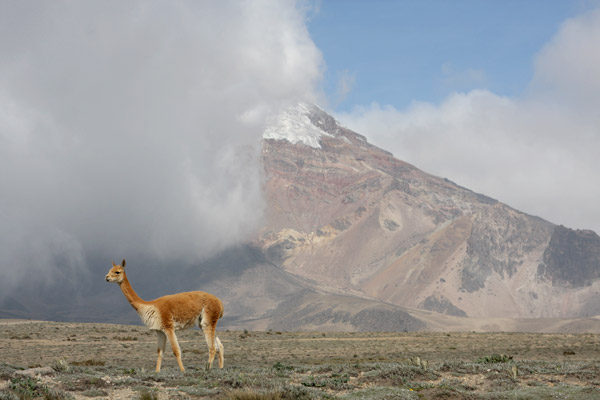 Chimborazo