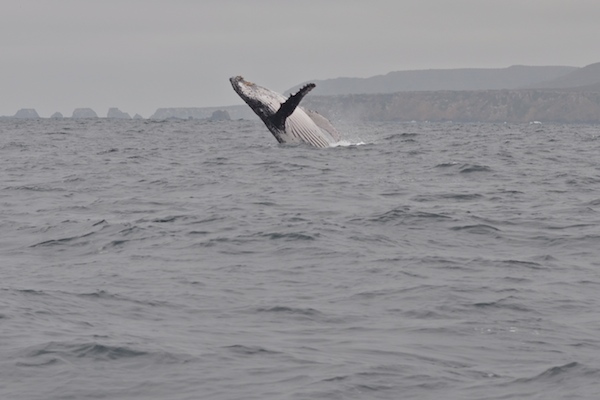 Whale Watching