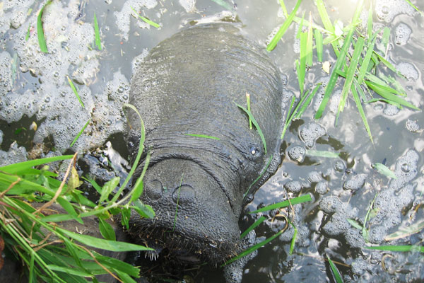 Feeding Manatee