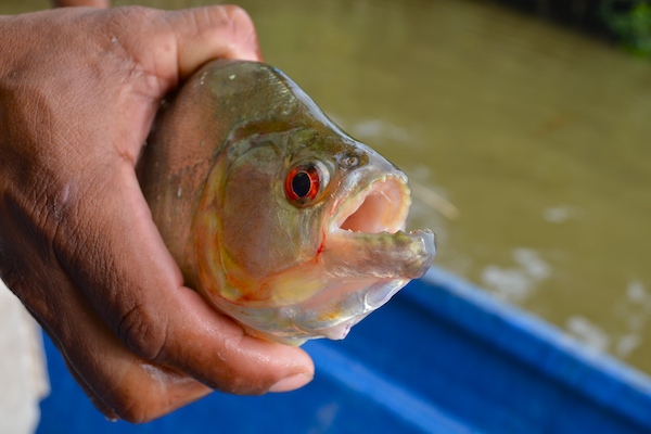 Piranha fishing